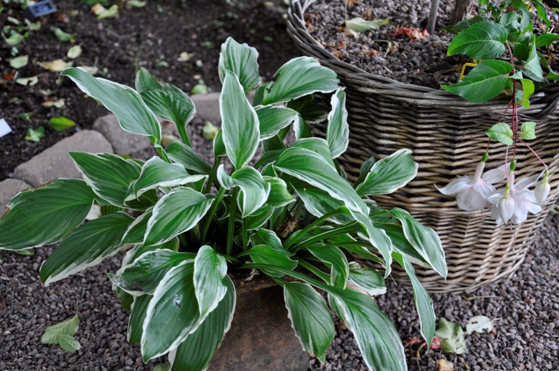 Hosta Antioch